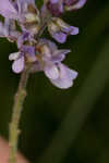 Sampson's snakeroot